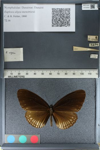 Media type: image;   Entomology 160943